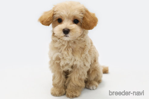 成約済の神奈川県のマルプー:マルチーズ×トイプードル-305802の1枚目